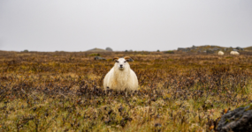 Island: Roadtrip – to nejlepší z Islandu | Květen 2026