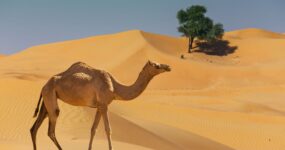 Al Nassr vs. Al Hilal: Cristiano Ronaldo v Arábii na vlastní oči