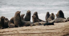 Namibie: Expediční 4×4 Roadtrip