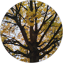 Marcela profile picture