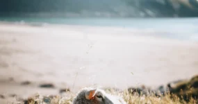 Norsko: Letní Lofoty v plné kráse