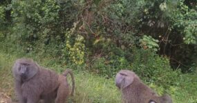 Uganda Expedice: Motorkářské dobrodružství