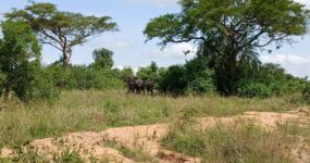 Uganda Expedice: Motorkářské dobrodružství