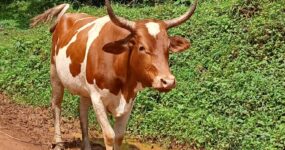 Uganda Expedice: Motorkářské dobrodružství