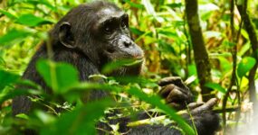 Uganda Expedice: Motorkářské dobrodružství