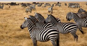 Uganda Expedice: Motorkářské dobrodružství