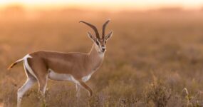 Uganda Expedice: Motorkářské dobrodružství