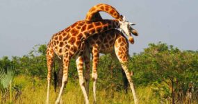 Uganda Expedice: Motorkářské dobrodružství