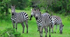 Uganda Expedice: Motorkářské dobrodružství