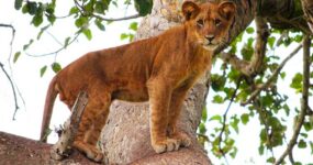 Uganda Expedice: Motorkářské dobrodružství