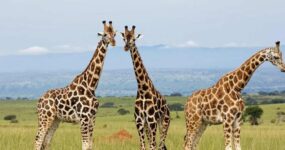 Uganda Expedice: Motorkářské dobrodružství