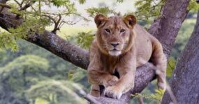 Uganda Expedice: Motorkářské dobrodružství