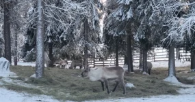 Laponsko: Zimní dobrodružství na severu