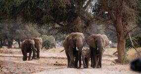 Namibie: Expediční 4×4 Roadtrip