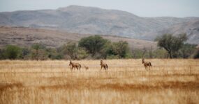 Namibie: Expediční 4×4 Roadtrip