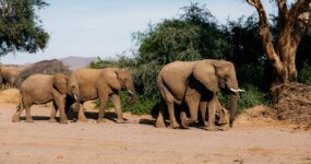 Namibie: Expediční 4×4 Roadtrip