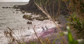 Madeira: Surf Camp