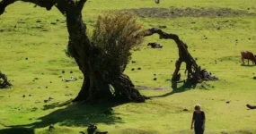 Madeira: Surf Camp