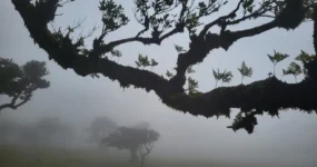 Madeira: Surf Camp