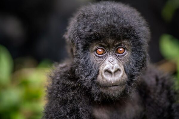 Zájezd - Uganda: Fotografická expedice za gorilami