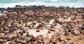RV Expedice – Namibie 2027