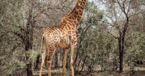 RV Expedice – Namibie 2027